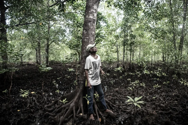 Mangrove Miracle: One Leader Restores 40,000 m² in Solomon Islands