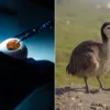 The Return of the Dodo: Science’s Big Step Toward De-Extinction