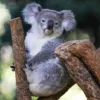 Koala Chlamydia Vaccine Approved: A Breakthrough for Wildlife Conservation