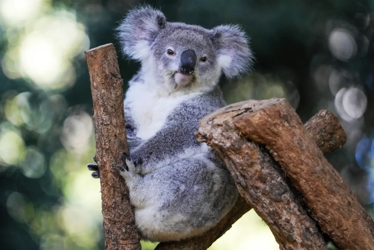 Koala Chlamydia Vaccine Approved: A Breakthrough for Wildlife Conservation