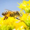 Bee Populations Are Making a Comeback: A Global Story of Hope and Renewal