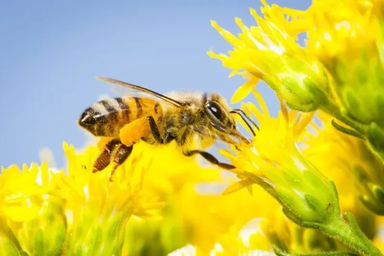 Bee Populations Are Making a Comeback: A Global Story of Hope and Renewal