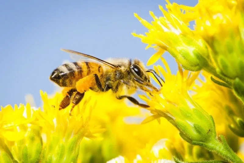 Bee Populations Are Making a Comeback: A Global Story of Hope and Renewal