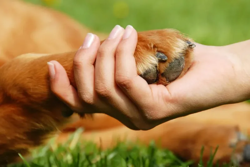 PAWSitive Helpers Program: Empowering Youth and Transforming Shelter Dogs