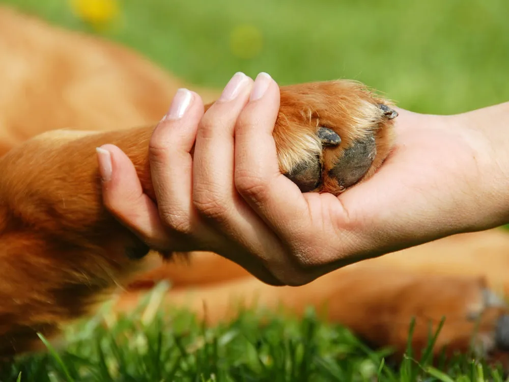 PAWSitive Helpers Program: Empowering Youth and Transforming Shelter Dogs