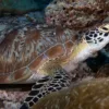 Sea Turtle Comeback: How Conservation Efforts Are Saving Endangered Marine Species