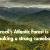 Brazil’s Atlantic Forest is making a strong comeback!