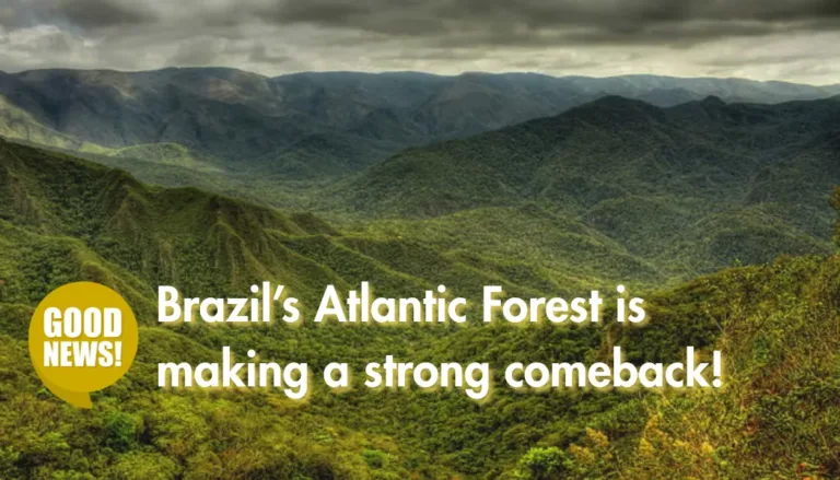 Brazil’s Atlantic Forest is making a strong comeback!