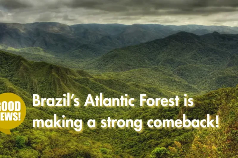 Brazil’s Atlantic Forest is making a strong comeback!