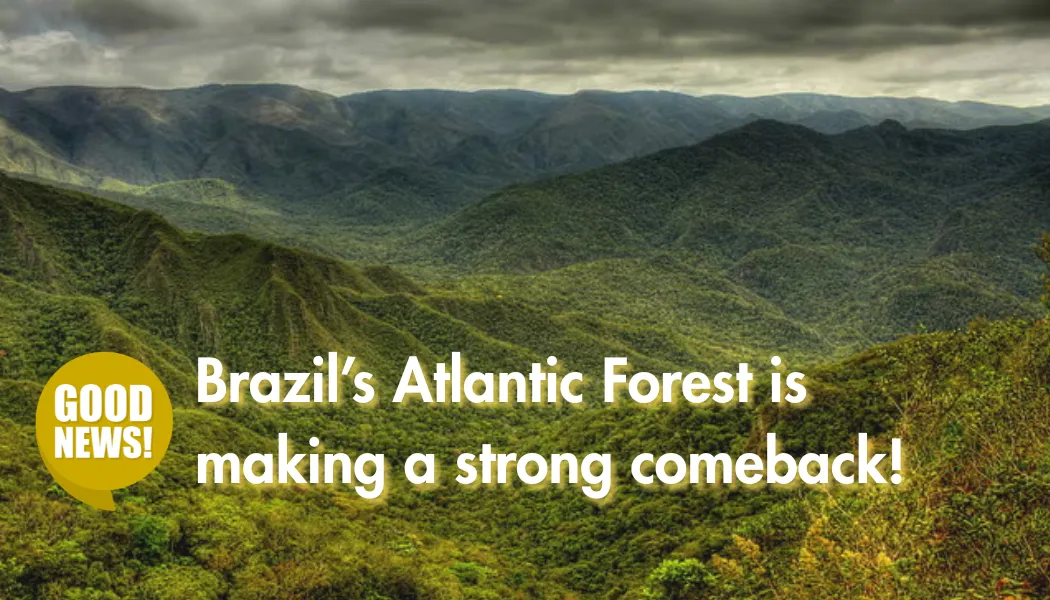 Brazil’s Atlantic Forest is making a strong comeback!