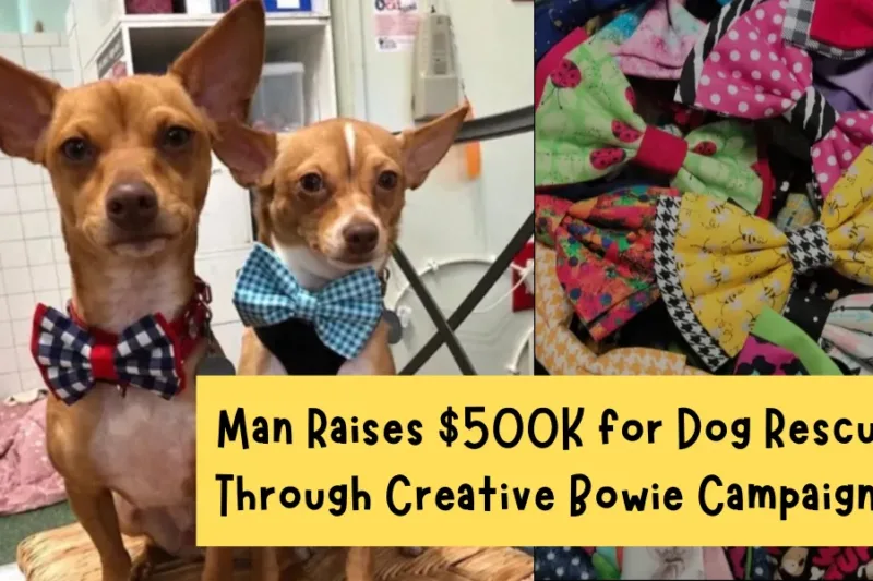 Man Raises $500K for Dog Rescue Through Creative Bowtie Campaign