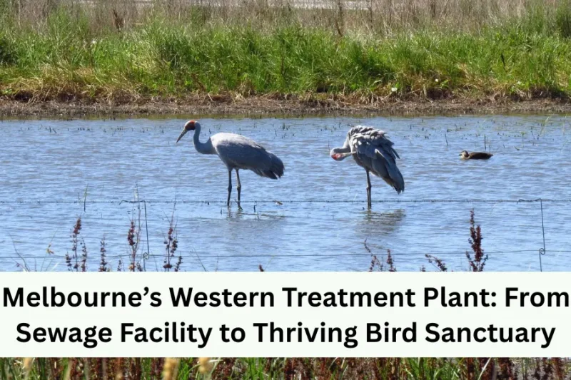 Melbourne’s Western Treatment Plant: From Sewage Facility to Thriving Bird Sanctuary