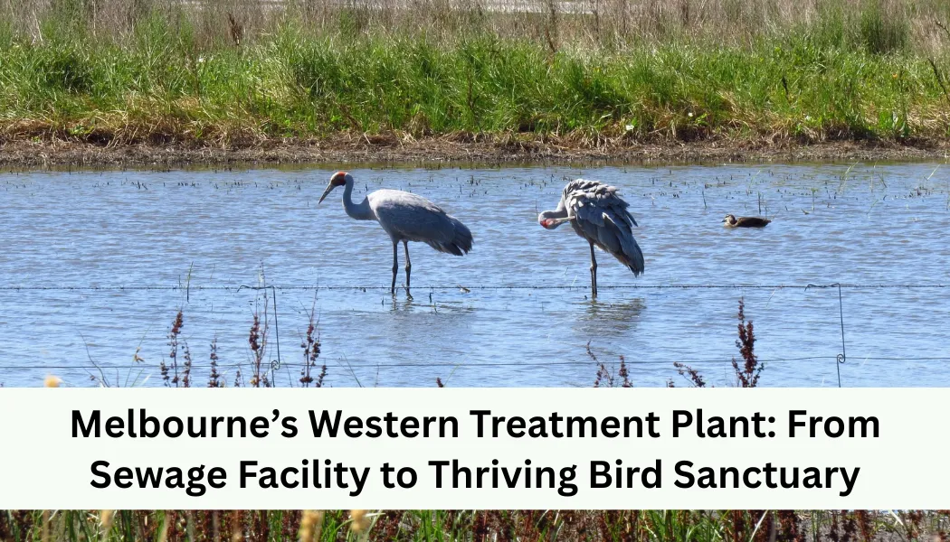 Melbourne’s Western Treatment Plant: From Sewage Facility to Thriving Bird Sanctuary