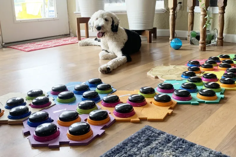 Rescue Dog Becomes Social Media Sensation with 100-Button Communication