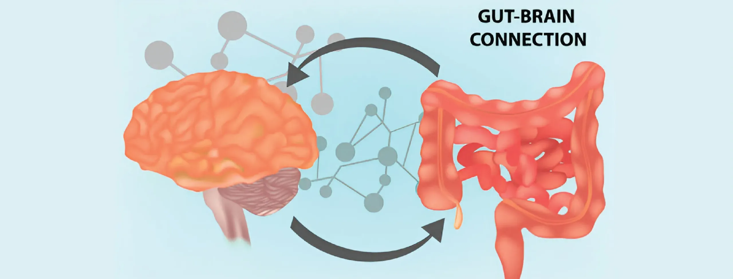 The Link Between Gut Health and Mental Health