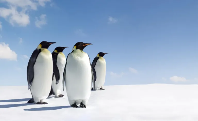 Antarctica’s Penguin Population Is Growing: A Rare and Hopeful Sign for Our Planet