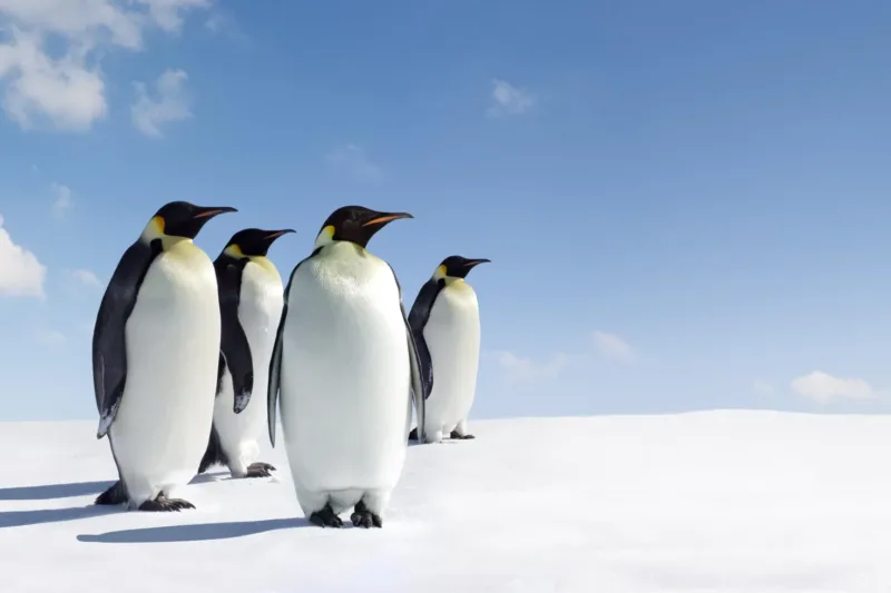 Antarctica’s Penguin Population Is Growing: A Rare and Hopeful Sign for Our Planet