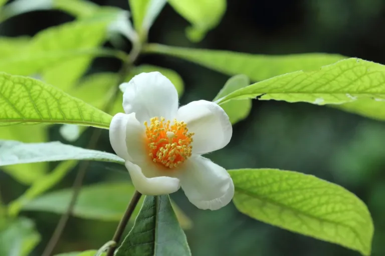 Once-Extinct Plant Found Growing Again in the Wild