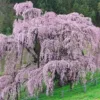 100-Year-Old Cherry Tree in Japan Became a Symbol of Hope and Renewal