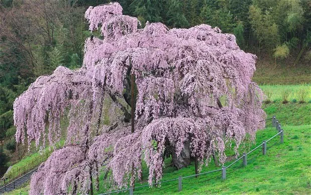 100-Year-Old Cherry Tree in Japan Became a Symbol of Hope and Renewal