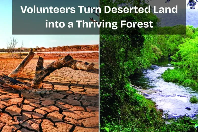 Volunteers Turn Deserted Land into a Thriving Forest: A Story of Hope and Regeneration