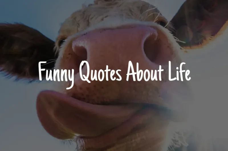 Funny Quotes About Life