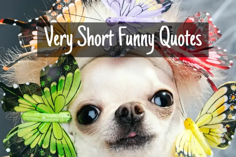 Very Short Funny Quotes