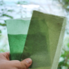 Canadian Students Turn Seaweed Into Sustainable Packaging!