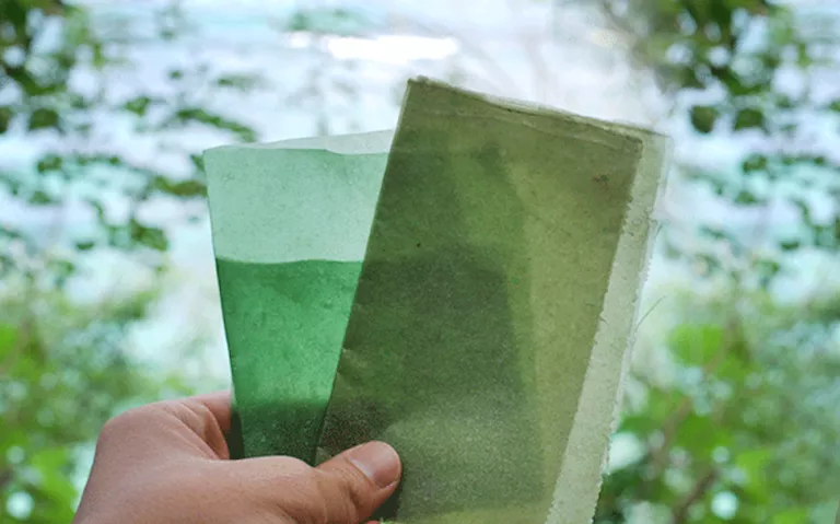 Canadian Students Turn Seaweed Into Sustainable Packaging!