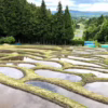 A Town in Japan Has Revived an Abandoned Rice Field into a Community Farm