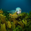 Australia Protects 40 New Marine Areas to Save Ocean Life