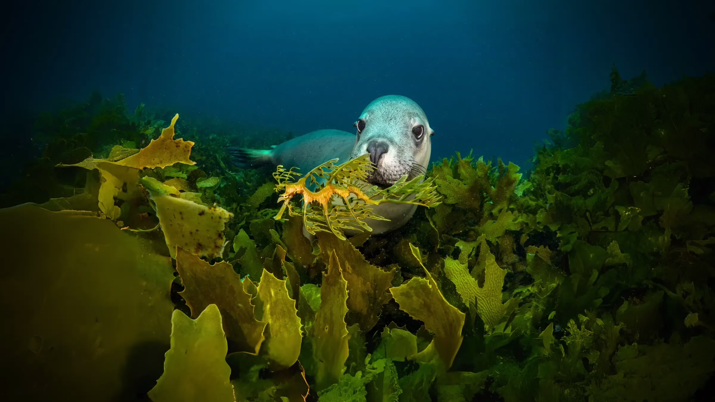 Save Our Marine Life