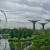 Singapore Plants Over 1 Million Trees Ahead of Schedule